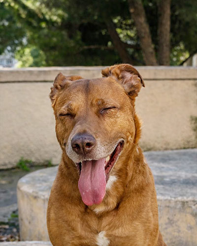 Photo of dog before creation