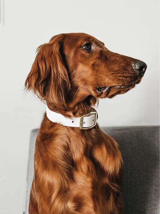 Photo de votre animal